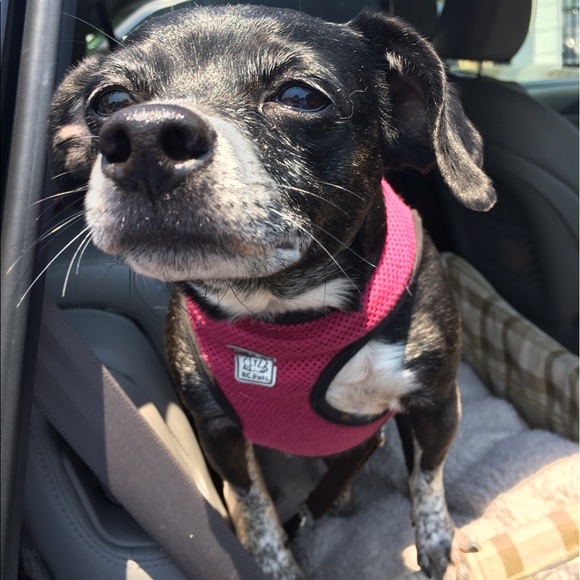 Meet your Posher, Mackenzie - Picture 3 of 7