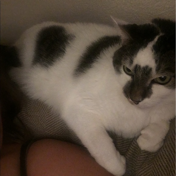 Meet your Posher, Mackenzie - Picture 5 of 7