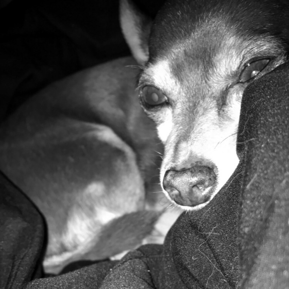 Meet your Posher, Frances