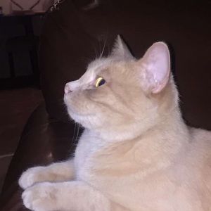 Meet your Posher, Alex