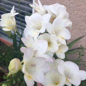 Meet your Posher, Camy