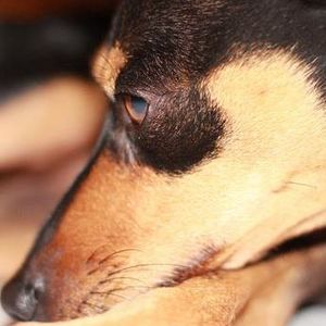 Meet your Posher, Hien