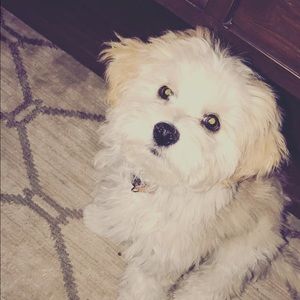 Meet your Posher, Adela