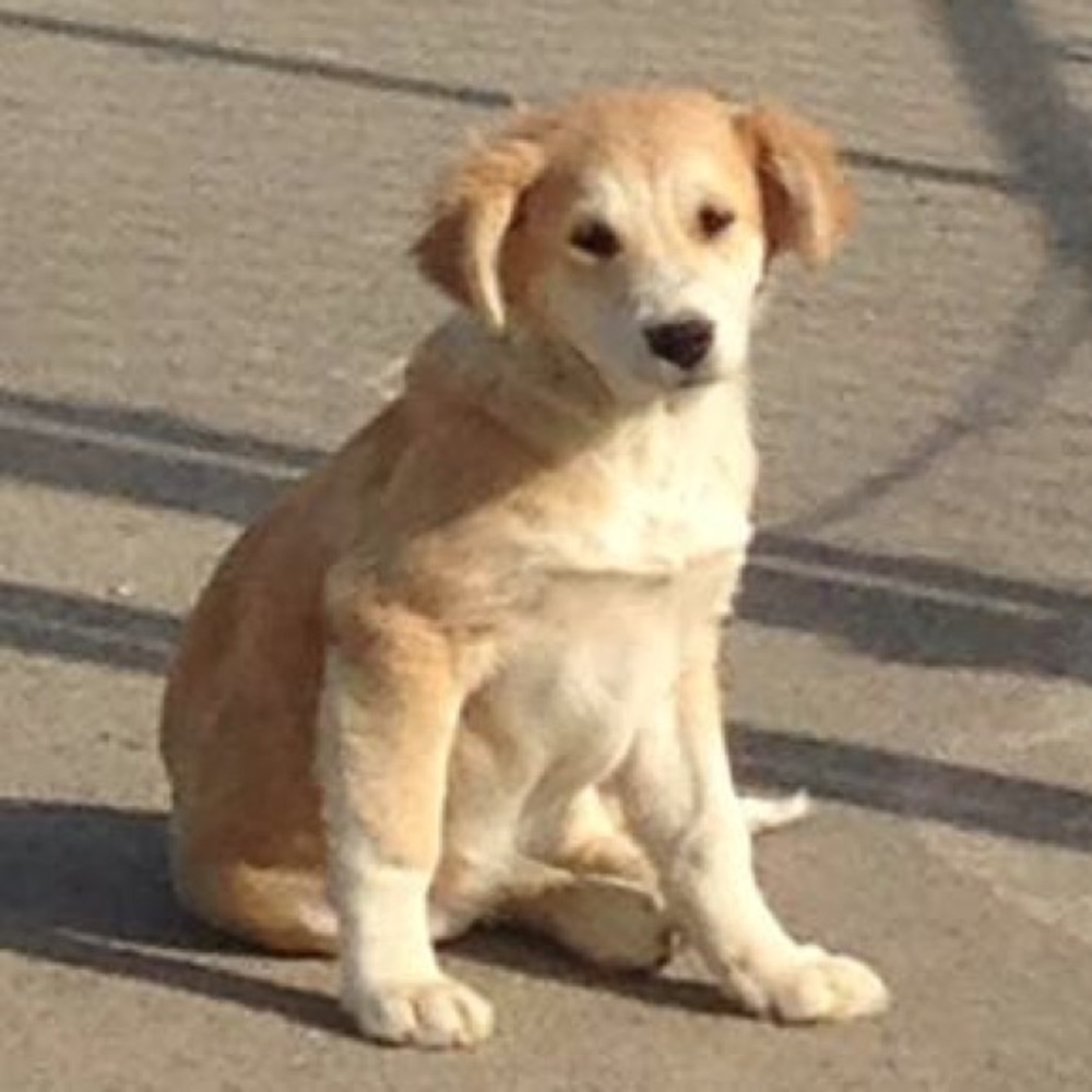 Meet your Posher, Nej