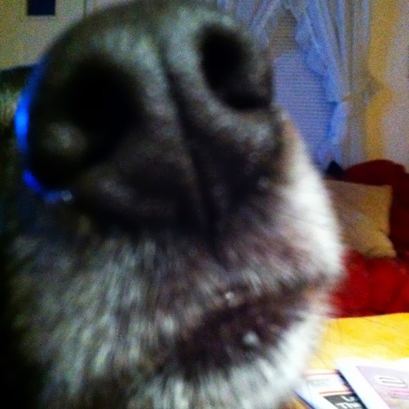 Meet your Posher, Lauren - Picture 1 of 1