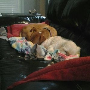 Meet your Posher, Darla