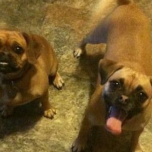 Meet your Posher, Daisy