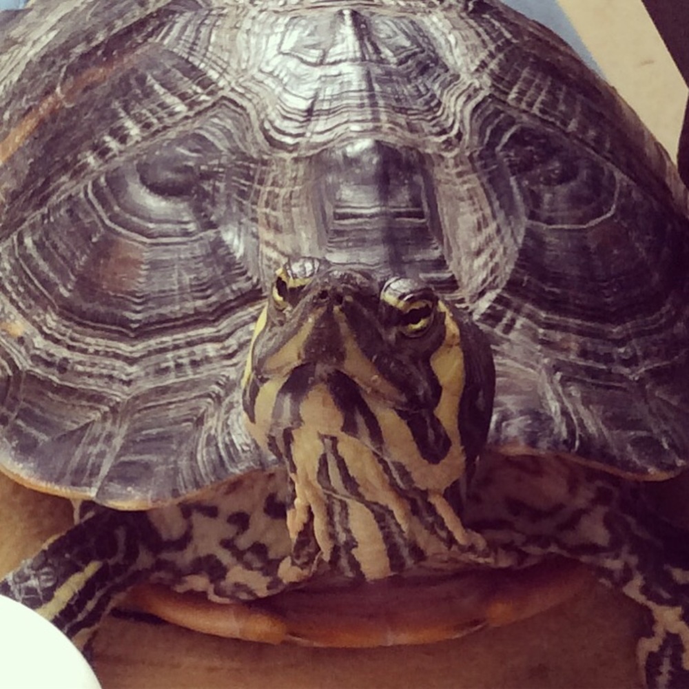 Meet your Posher, Debby