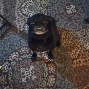 Meet your Posher, Barbara