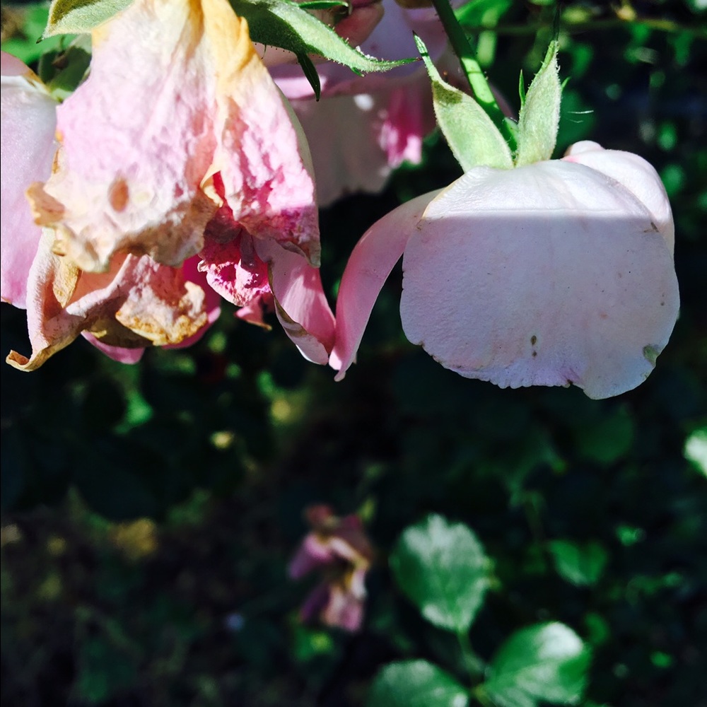 Meet your Posher, Brie