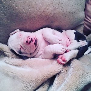 Meet your Posher, Bee