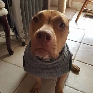 Meet your Posher, Lola