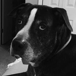 Meet your Posher, Alice