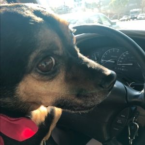 Meet your Posher, Grace