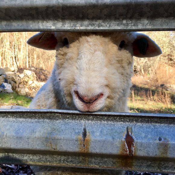 Meet your Posher, Kaylee - Picture 1 of 1