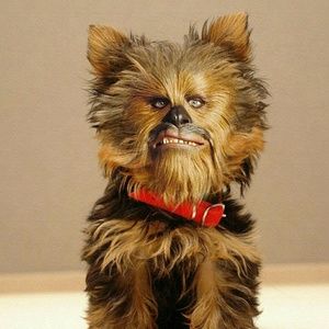 Meet your Posher, Mickey