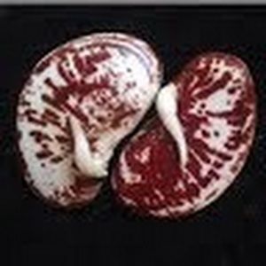 Meet your Posher, Cameron