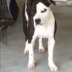 Meet your Posher, Charles