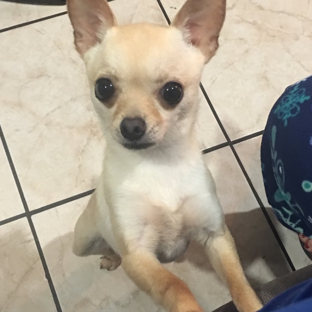 Meet your Posher, Gloria