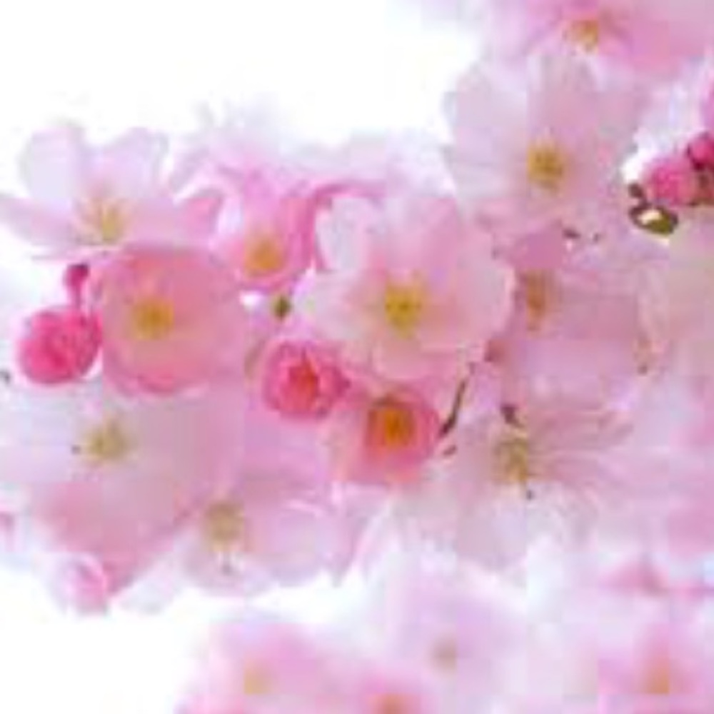 Meet your Posher, Ashlinn