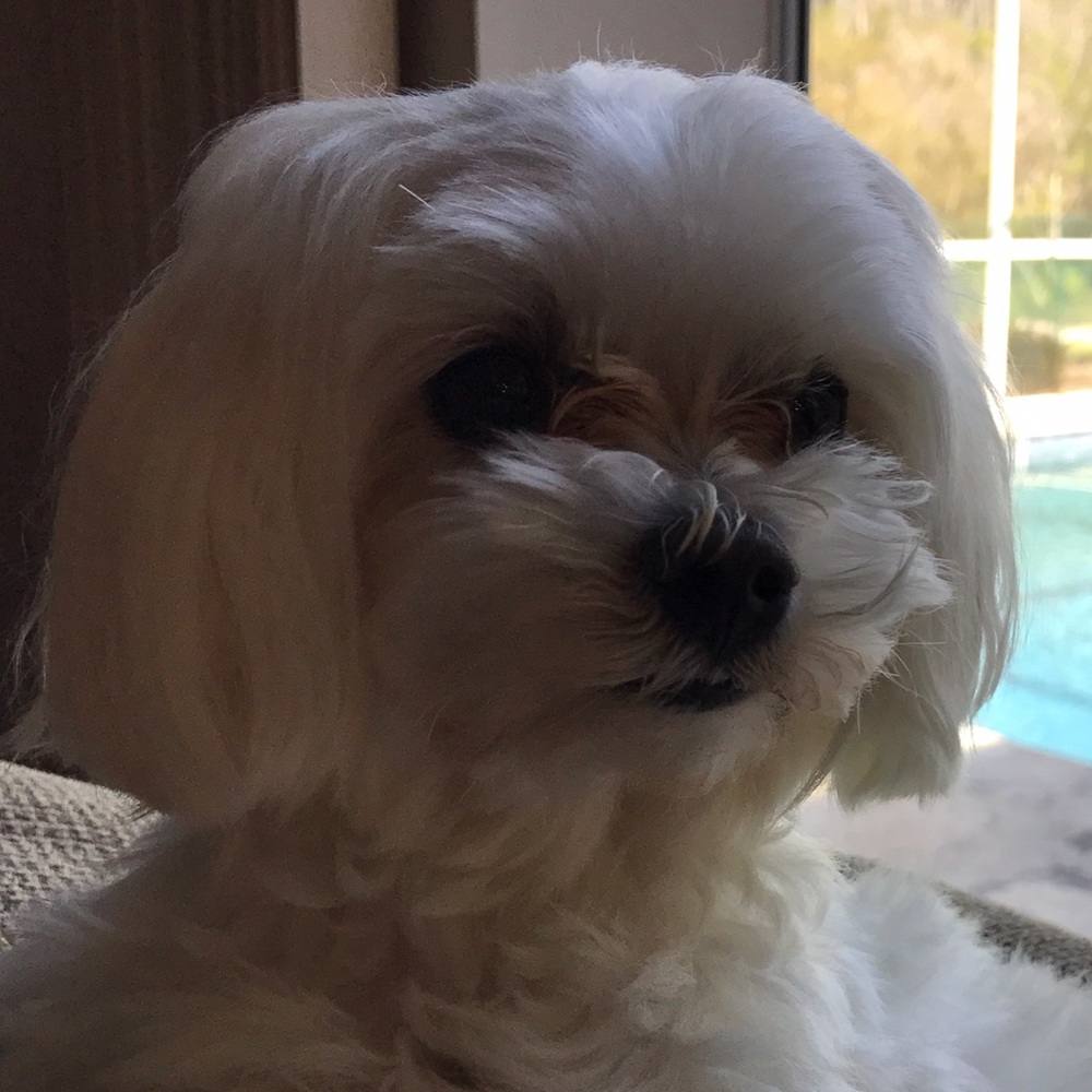 Meet your Posher, Madison