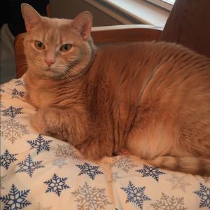 Meet your Posher, Ann