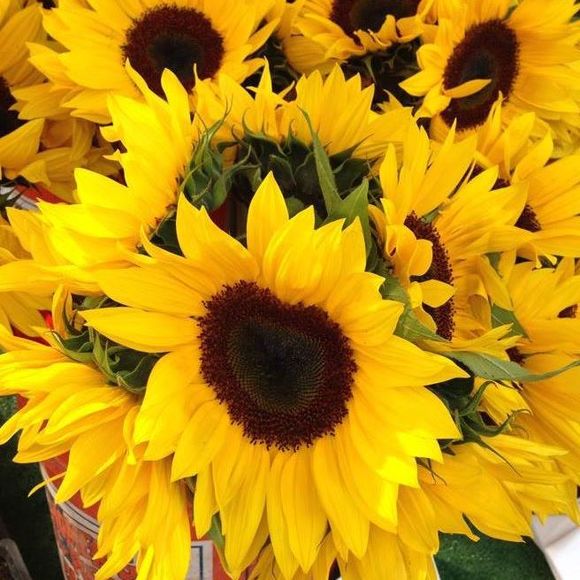 Meet your Posher, Kirsten - Picture 1 of 1