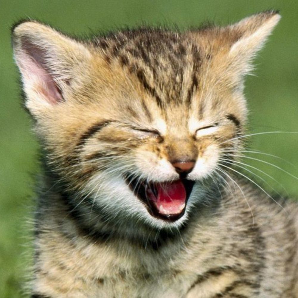 Meet your Posher, Jenny