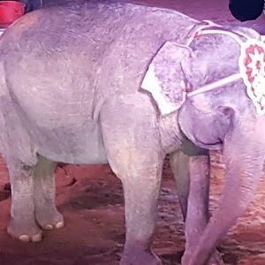 Meet your Posher, Darlene