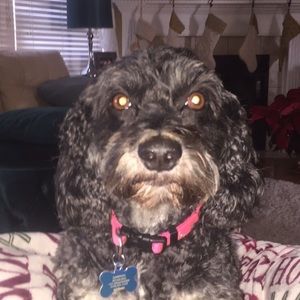 Meet your Posher, Derek