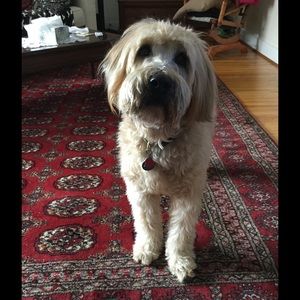 Meet your Posher, Joyoa