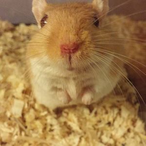 Meet your Posher, Paige