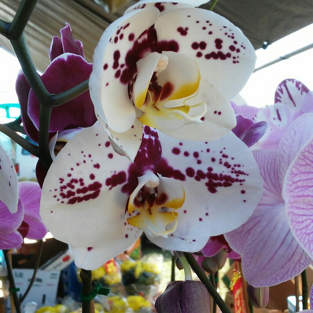 Meet your Posher, K.