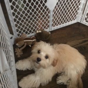 Meet your Posher, Tracy