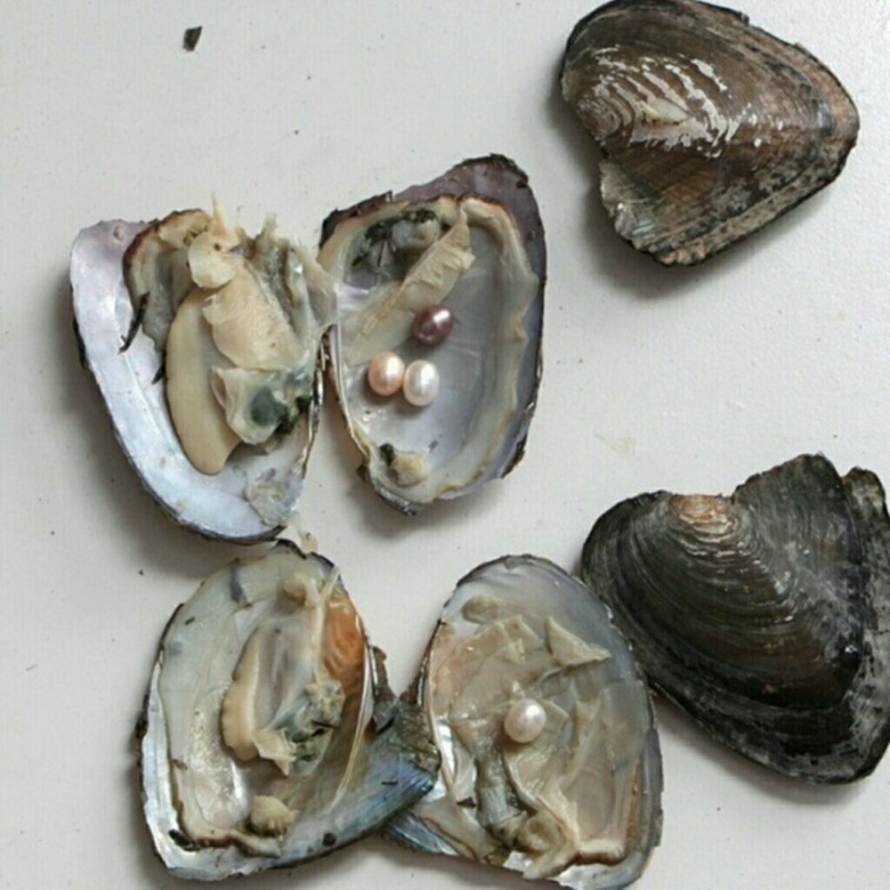 Pearl Mussel Pearl Oyster
