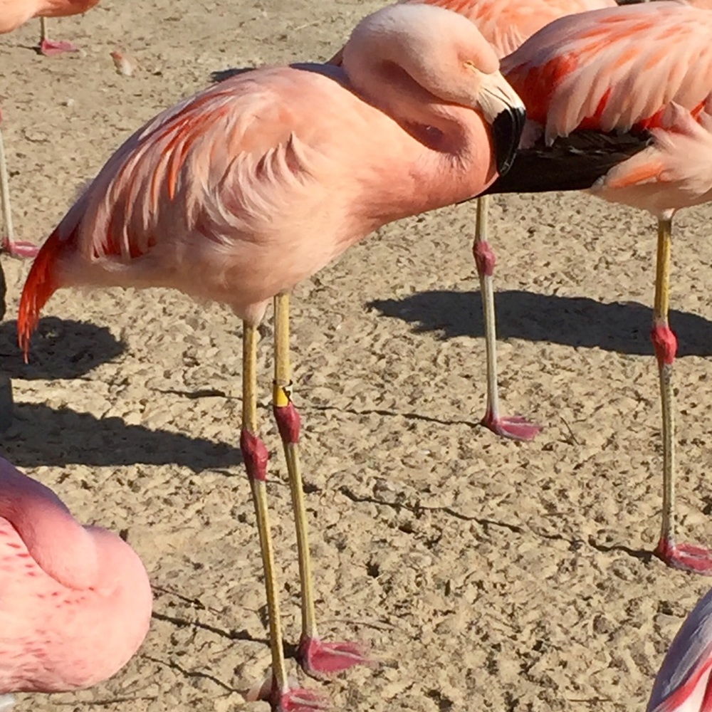 Meet your Posher, Debbie