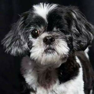 Meet your Posher, Meredith