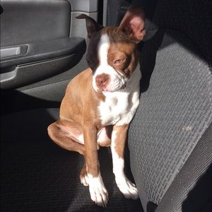 Meet your Posher, Kali