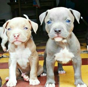 Meet your Posher, Gabby