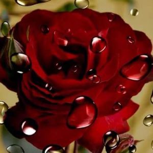 Meet your Posher, Veronica