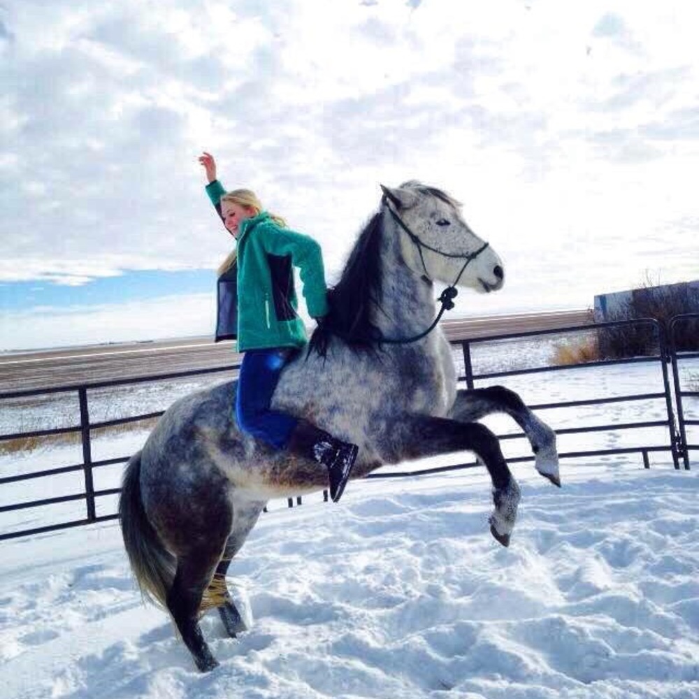 ISO English&western tack