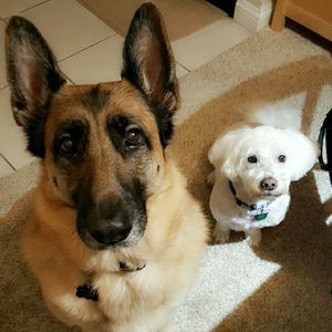 Meet your Posher, Abby