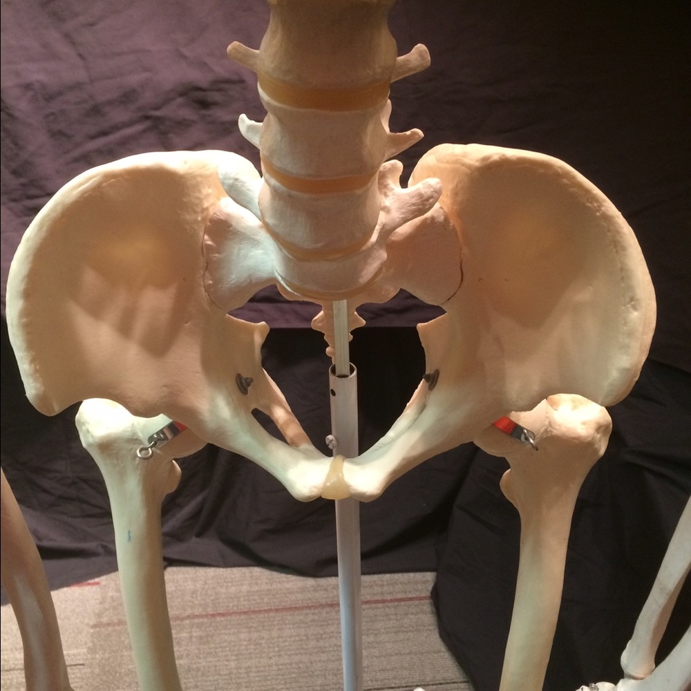 Pelvis!!!