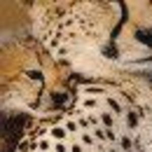 Meet your Posher, Tina