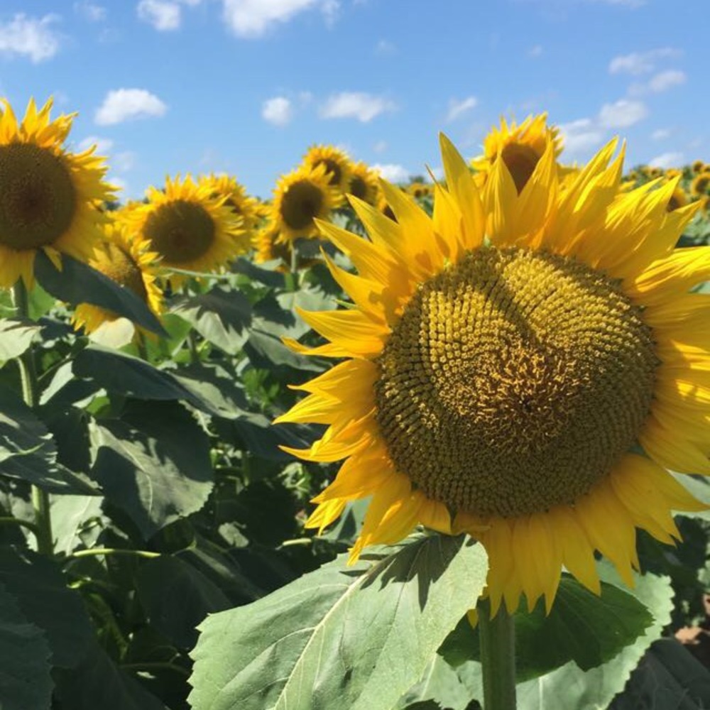 Meet your Posher, Carol