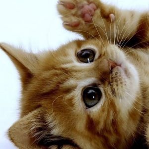 Meet your Posher, Leona