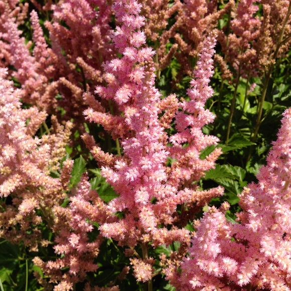 Meet your Posher, Jill - Picture 6 of 8