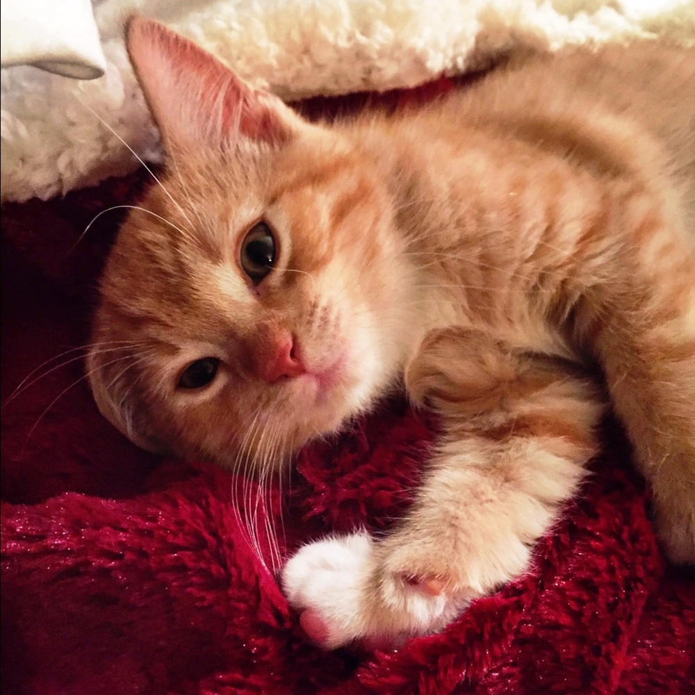 Meet your Posher, Aspen