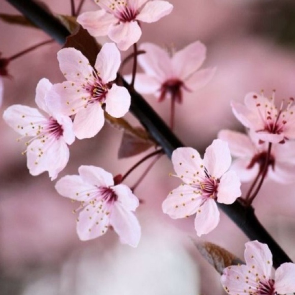 Meet your Posher, Vee