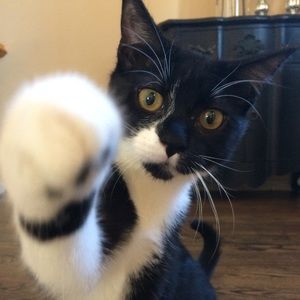 Meet your Posher, Fran